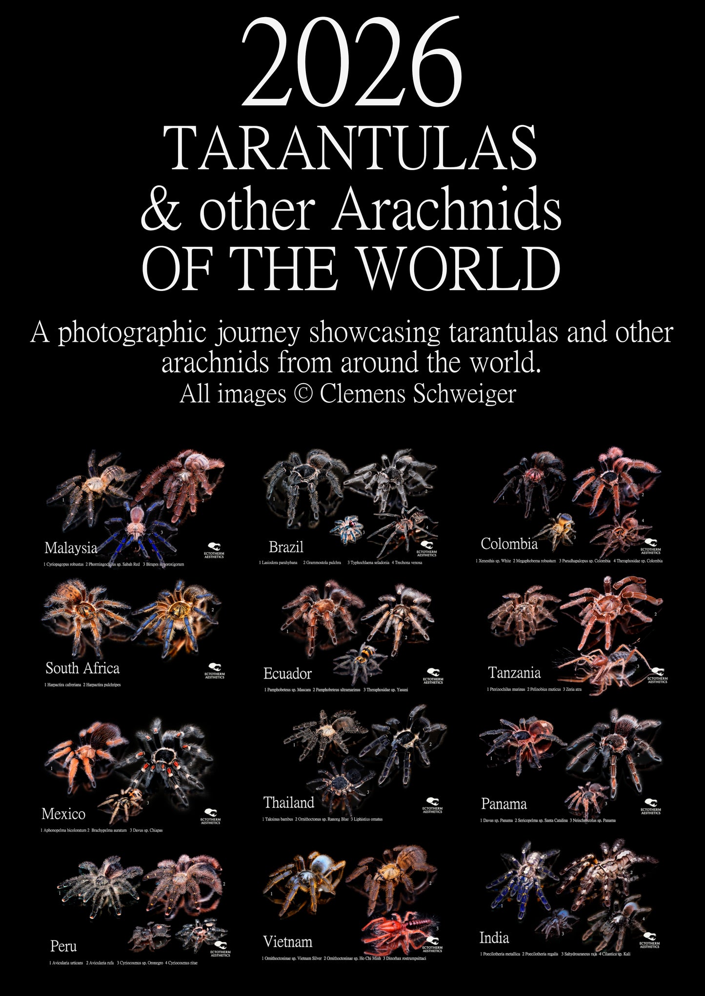 Wall calendar 2026: Tarantulas & other arachnids of the world (EU & worldwide)